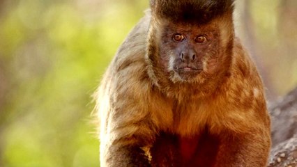 Vahşi Brezilya | 3. Bölüm: Kuraklığa Göğüs Germek