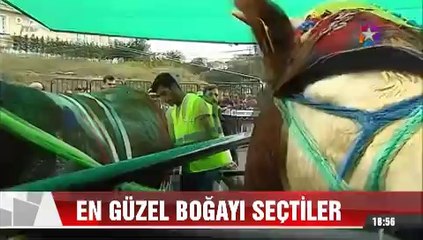Kurban pazarında en güzel Boğayı böyle seçtiler