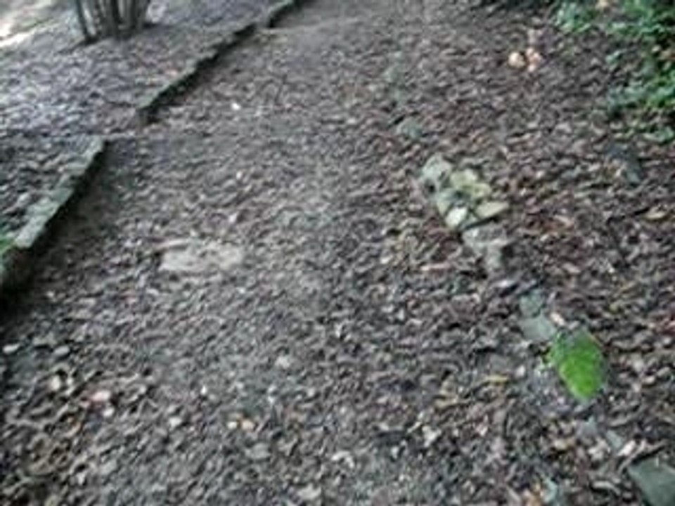 La Forêt Italienne