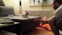 ROCKY the French Bulldog puppy jumping