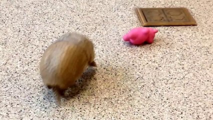 Rollie, a southern three-banded armadillo, playing