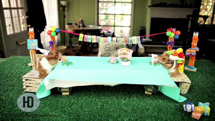 Tiny Birthday For A Tiny Hedgehog (Ep. 2)