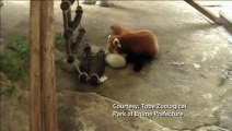 Japanese zoo welcomes red panda cub