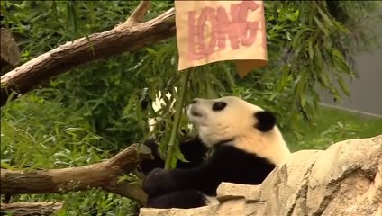 Panda Bao Bao turns 1 at National Zoo
