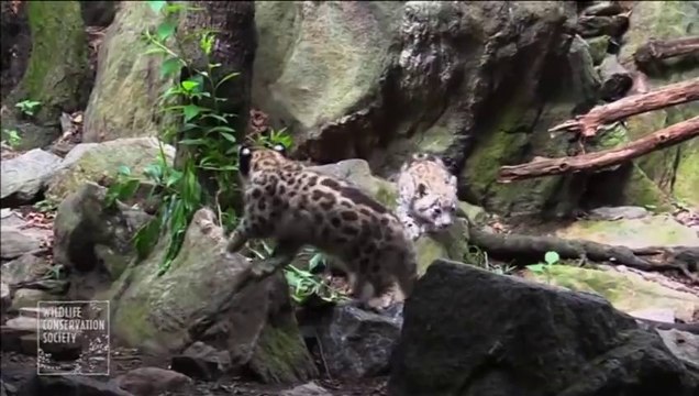 Snow leopard cubs make Bronx Zoo debut