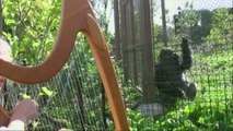 De la harpe pour les gorilles d'un zoo américain