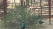 Dancing peacock at Mirpur zoo, Dhaka.