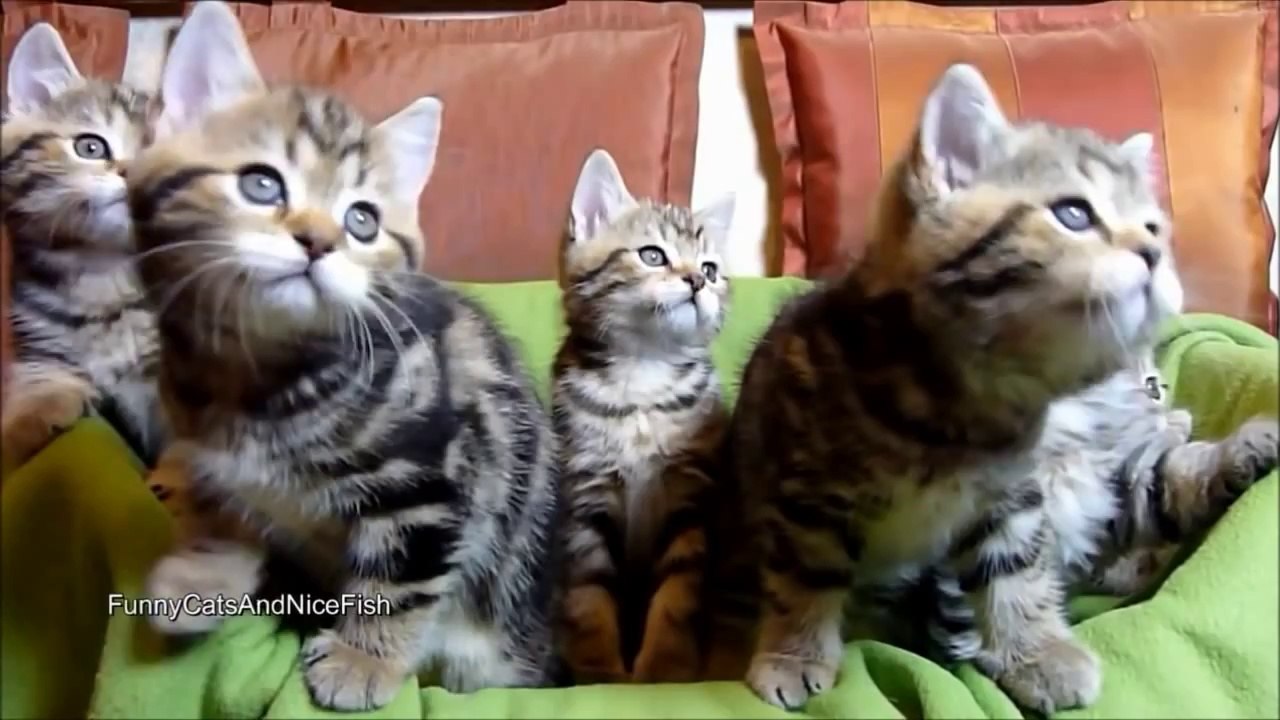 EPIC Funny Cats 2013