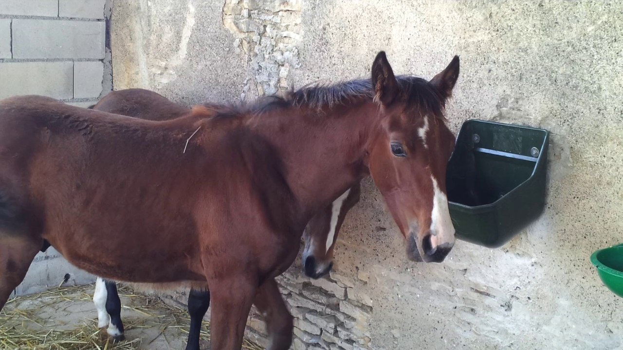 Et Tic.... Et Tac jumeaux trotteurs a la soupe