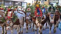 Almabtrieb in Zell im Zillertal