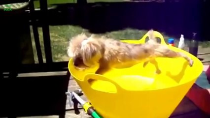 Epic Funny Dogs Videos Compilation 2014 - June