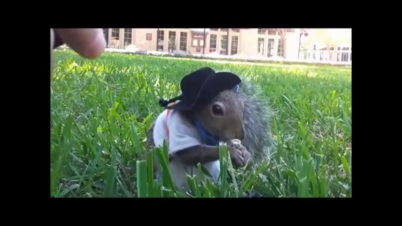 FUNNY ANIMALS COMPILATION 2013 - EPIC VIDEOS!