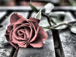 Ahmet Şafak-Gülüm