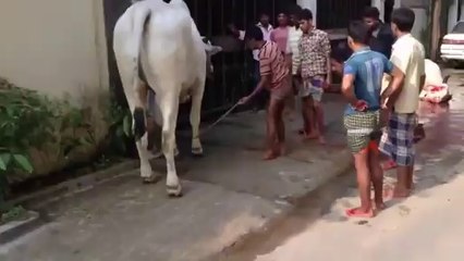 Kick Of Cow in Bakra Eid (Follow Us)