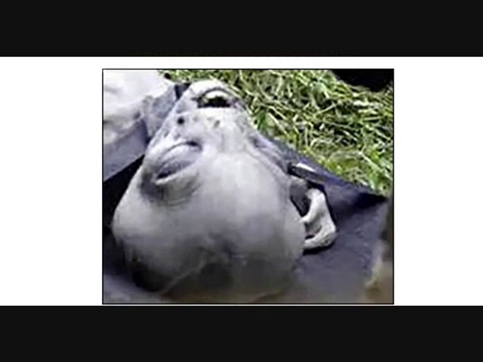 Mannequin d'entrainement militaire ? ( real or fake extraterrestre ) 2014