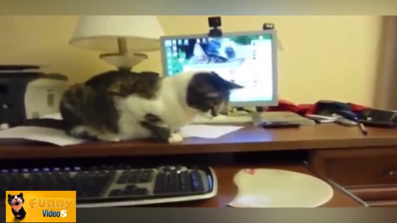 Compilation 2014 des chats les plus drôles !