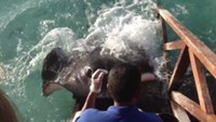 Stingray jumps onto ramp for food
