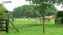 Paardenbeul slaat toe in Paterswolde - RTV Noord