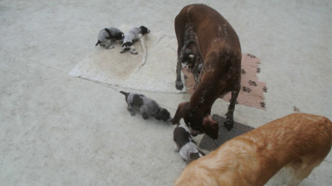 CHIOTS BRAQUE ALLEMAND ELEVAGE DE CHAMPREVAL Aquitaine