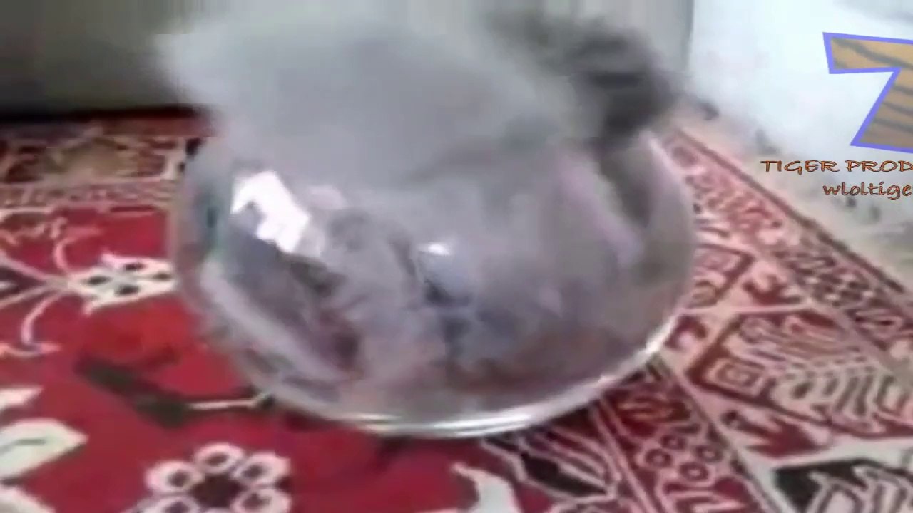 Cats - Few Compilation