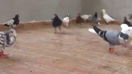 Ebu Güllerin filo kuşları