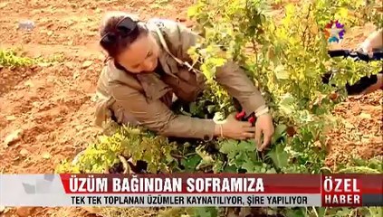 Üzüm bağından soframıza üzümler kaynatılıyor, Şire yapılıyor