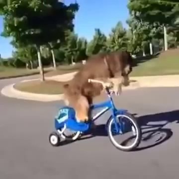 Komik Hayvanlar Alemi