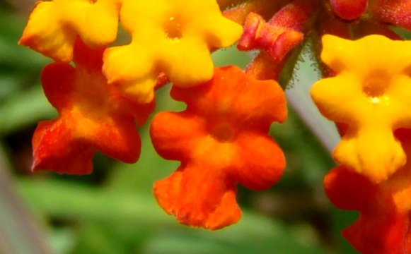 Flores. Formas y colores. / Flowers. Shapes and colors. / Flores. Formas e cores. - Slideshow