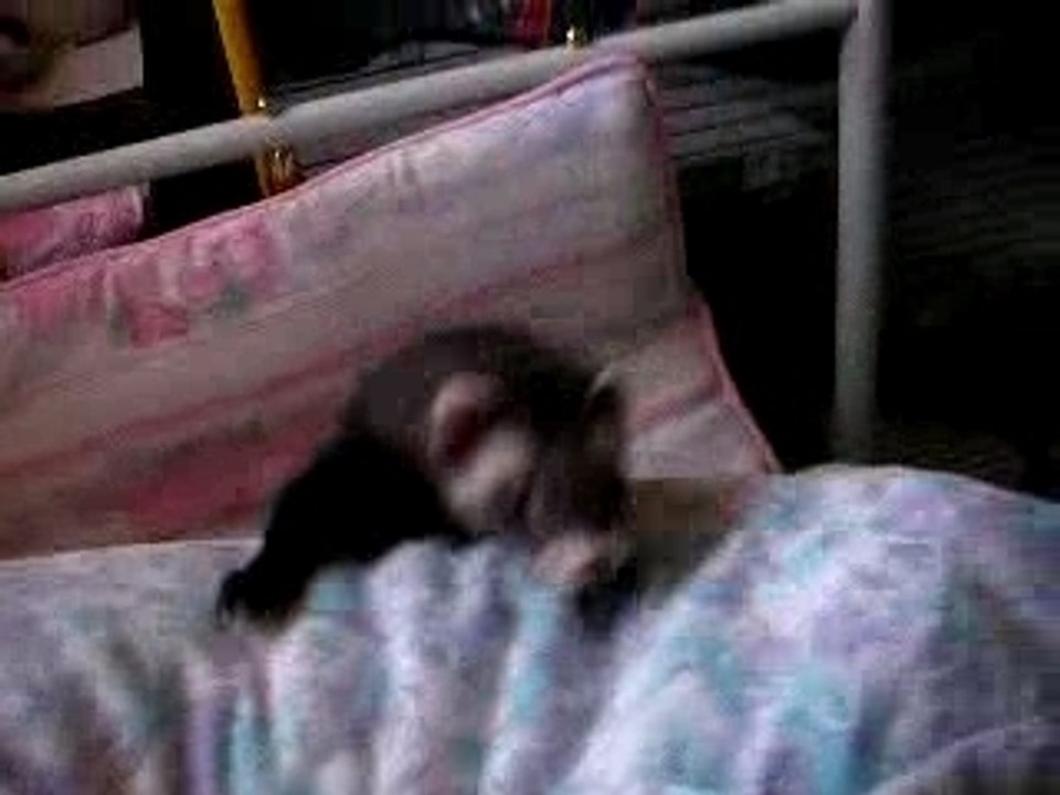 Nini L'embrouille, boite à ressort…