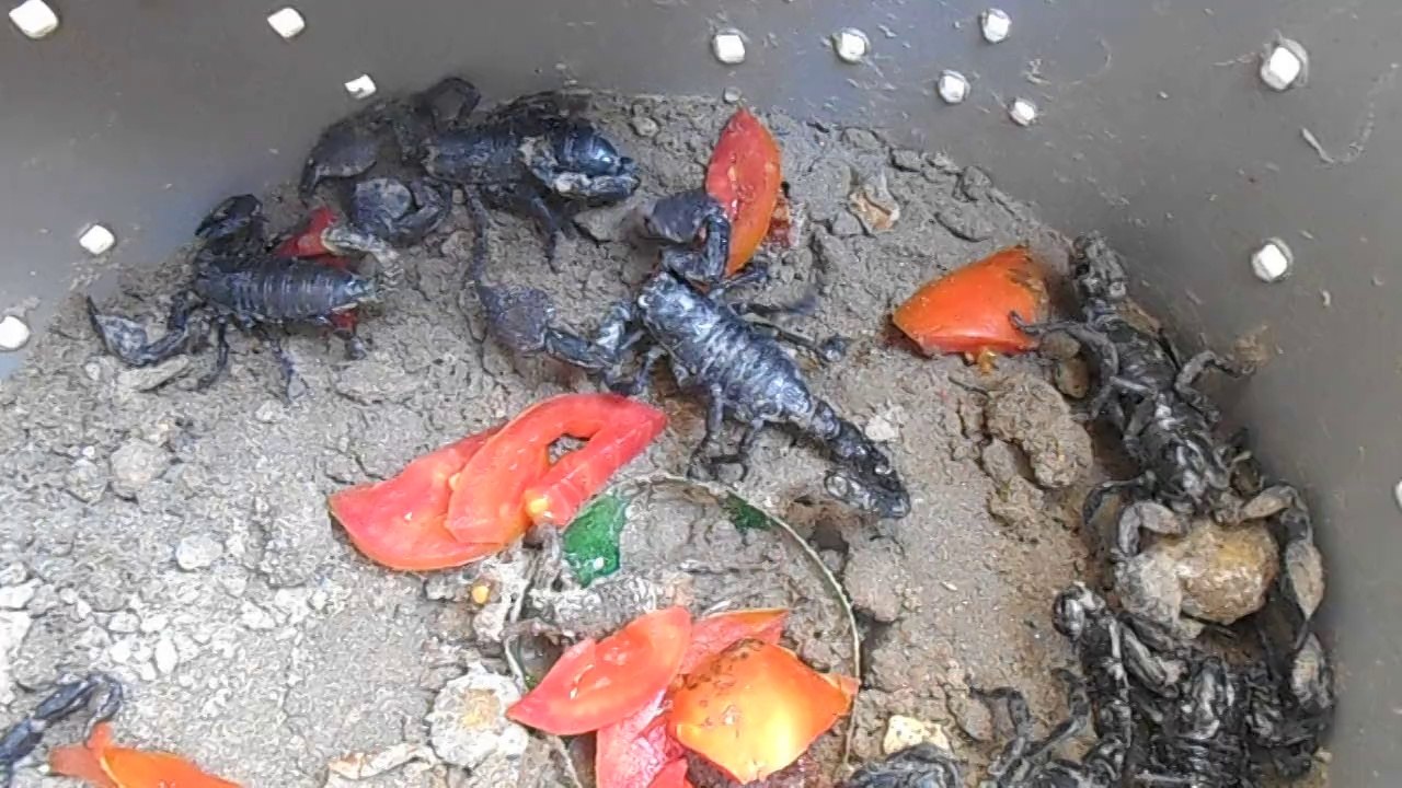 Zahid Anis Scorpions