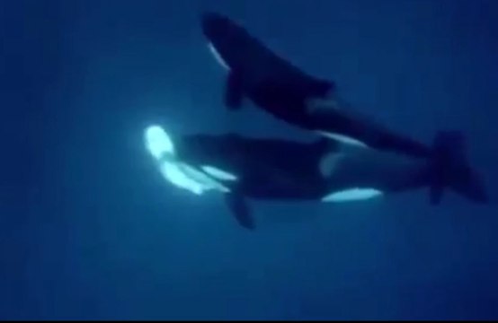 Trois orques attaquent et dévorent un requin