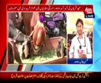 Cattle Market in Lahore and Karachi