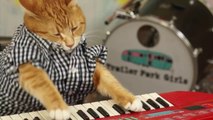 Un chat qui joue du piano