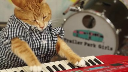 Un chat qui joue du piano
