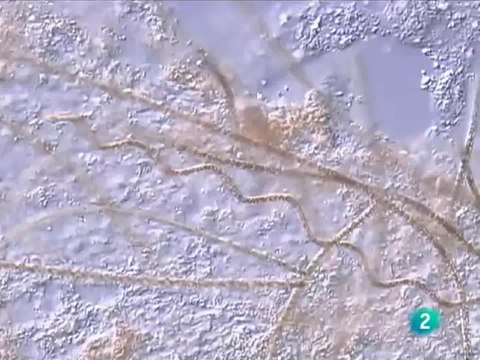 Vida extremofila: Bacterias en la Tierra