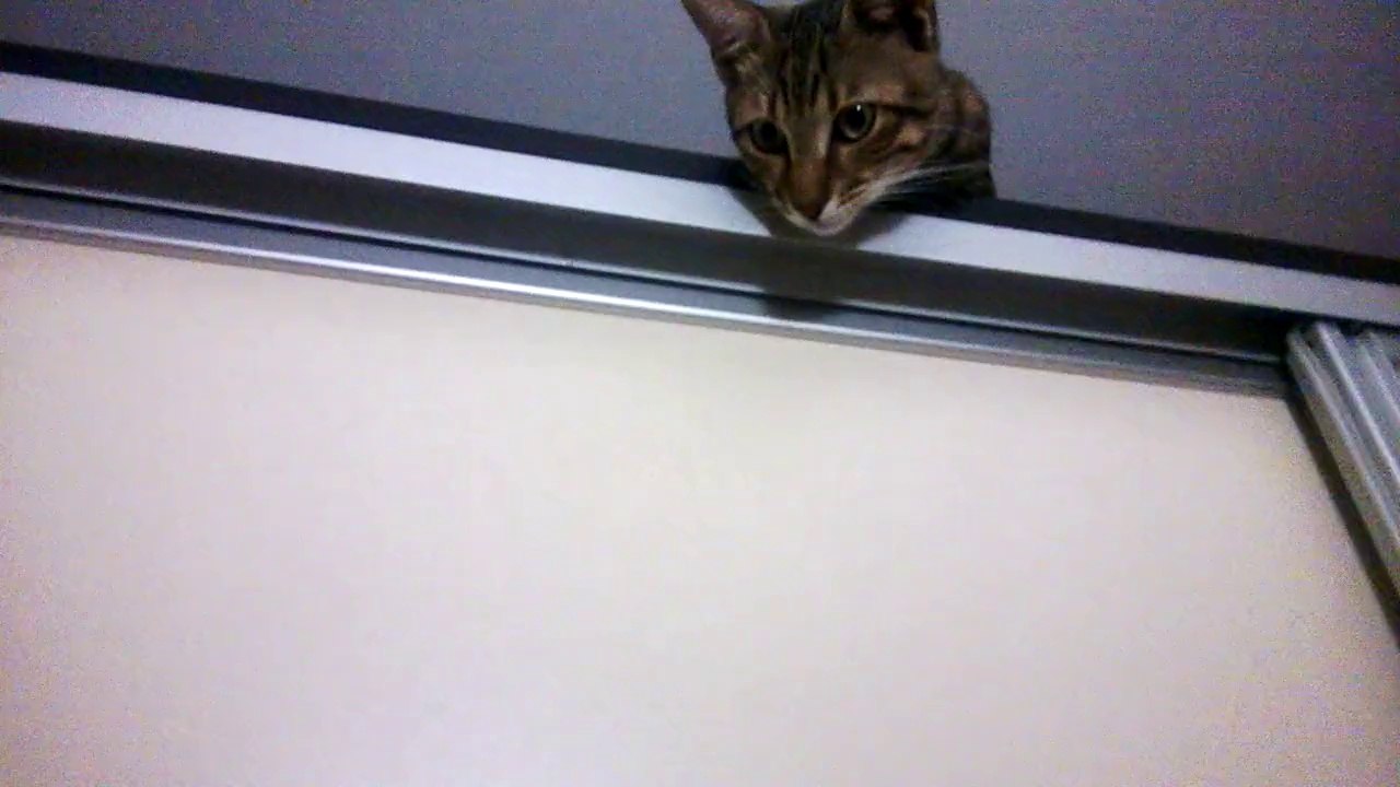 Dİno Cat