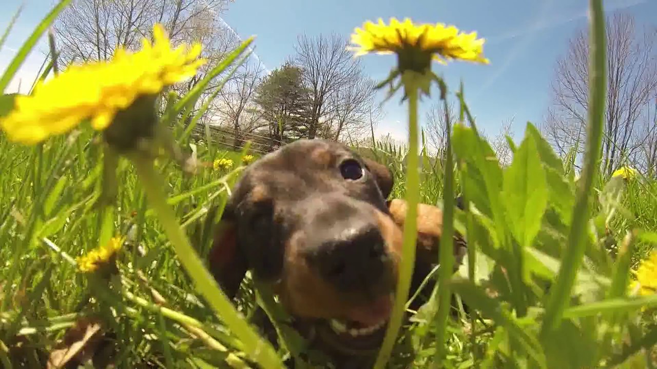 It's puppy time
