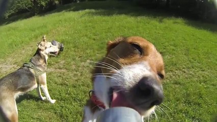 dogs enjoying a treat