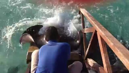 An Incredible Up-Close Experience With A Stingray!