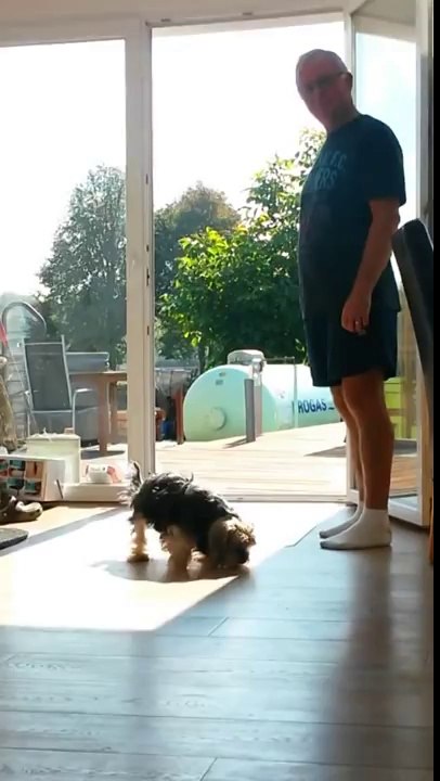 Un chien idiot pense que la porte est fermée et attend qu'on lui ouvre!