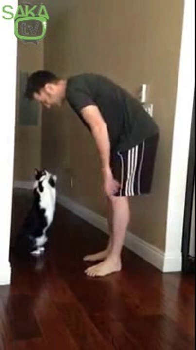 Sevdiklerine Kucak Açan Sevimli Kedi