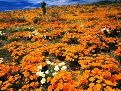 KÖYÜM KEÇİLİ bugalin yaylayı yaslı yaylamış