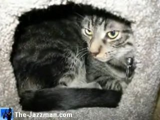 Wild Kitties: Cosmo & Cody