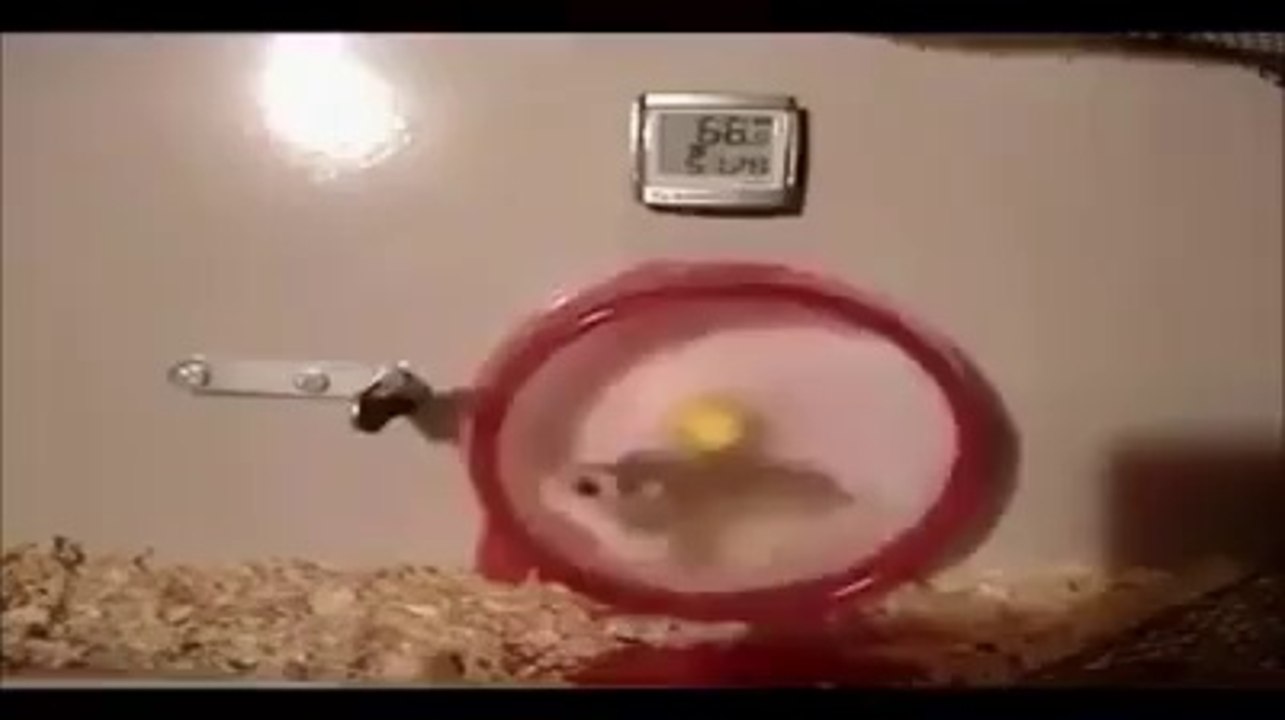 Turbo Hamster