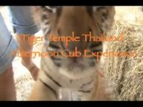 Tiger Temple Thailand Place for Tigers