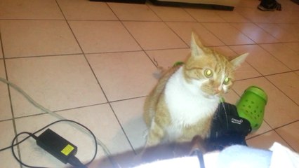 Haribo dans ses moments de folies