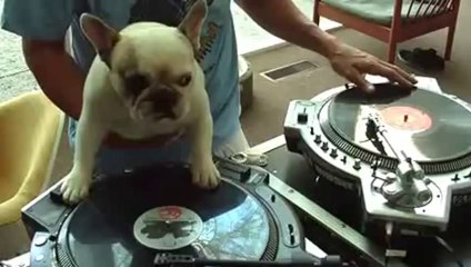 Funny Dogs Compilation 2014 - EPIC Videos!