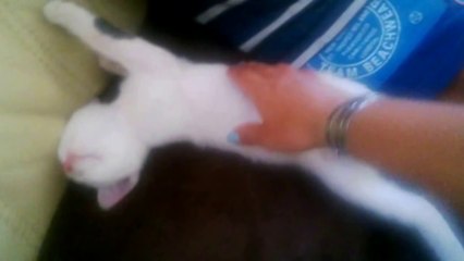 Sweet, Funny Sleeping Cat