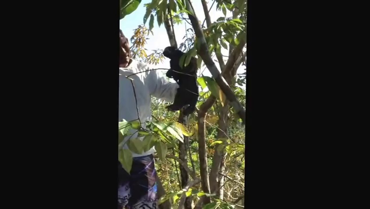 Brazil- Sloth FAIL!!