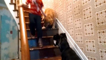 Chevy the cat says you may not pass..